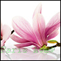 perfumy o nucie kwiatu magnolii