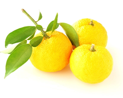 Owoc Yuzu, składnik nut owocowych w kompozycjach perfum.