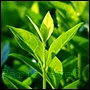 Zielona herbata w perfumerii